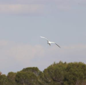 Great Egret