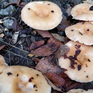 Tawny Funnel-cap