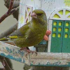 European Greenfinch