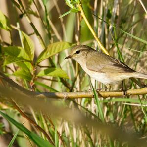 Common Chiffchaff