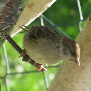 Eurasian Tree Sparrow