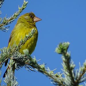 European Greenfinch