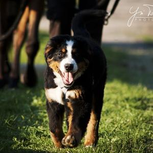 Bernese Mountain Dog