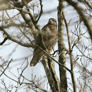 Mäusebussard