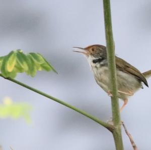 Rotstirnschneidervogel