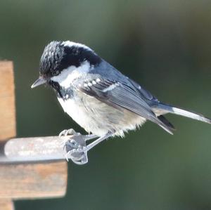 Coal Tit