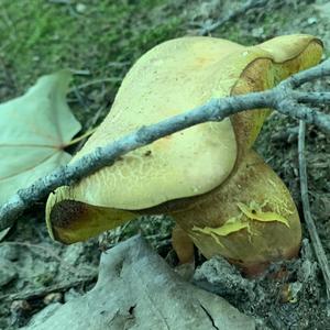 Unknown Species