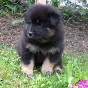 Eurasier