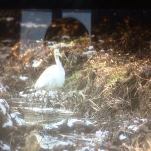 Great Egret