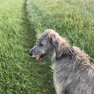 Scottish Deerhound