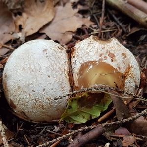 Stinkhorn, Common