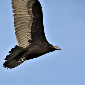 Black Vulture