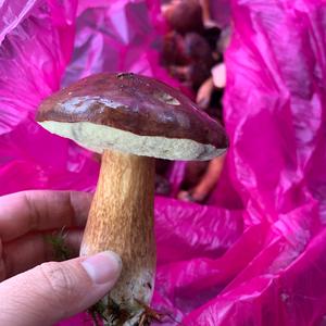 Bay Bolete