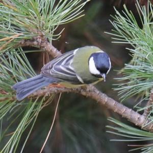 Great Tit