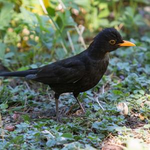 Eurasian Blackbird