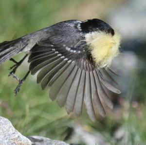 Coal Tit