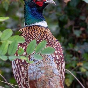 Common Pheasant