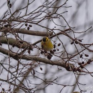 Eurasian Siskin