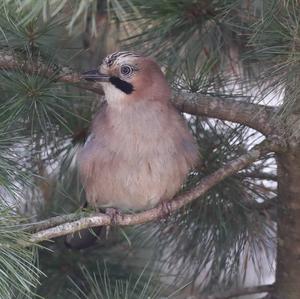 Eurasian Jay