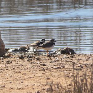 Little Ringed Plover