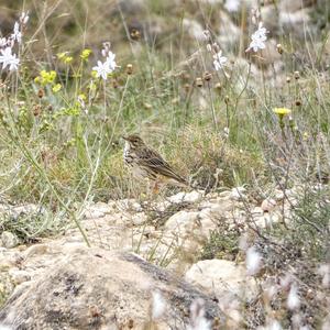 Meadow Pipit