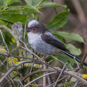 Long-tailed Tit