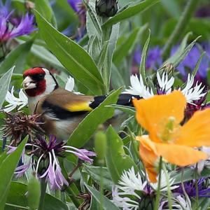 European Goldfinch