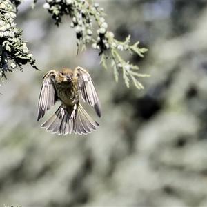 European Greenfinch