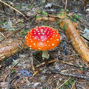 Fly Agaric