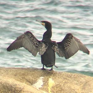 Great Cormorant