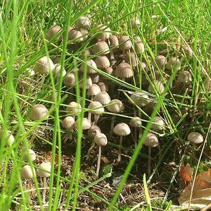 Non-inky Coprinus