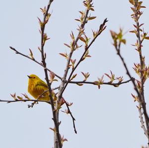 Yellow Warbler