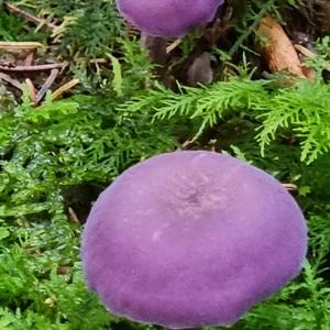 Amethyst Deceiver