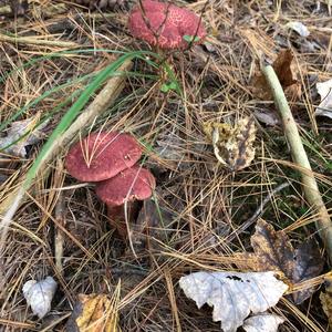 Suillus collinitus 