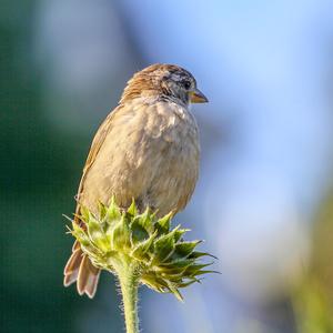 House Sparrow