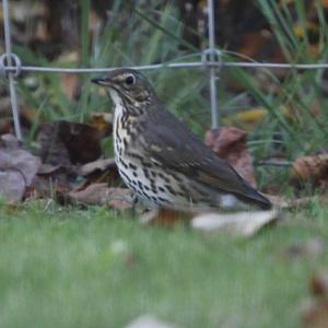 Song Thrush