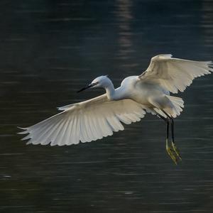 Little Egret