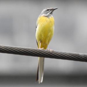 Grey Wagtail