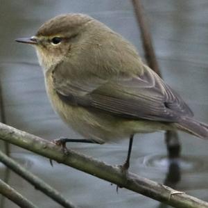 Common Chiffchaff