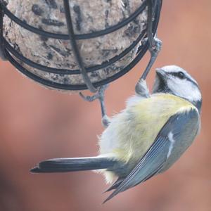 Blue Tit