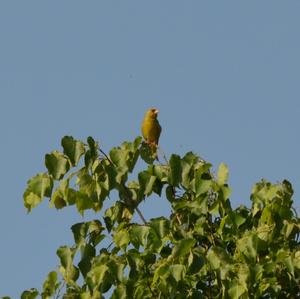 European Greenfinch