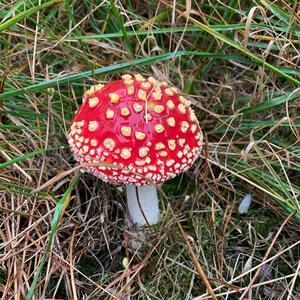 Fly Agaric