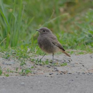 Black Redstart