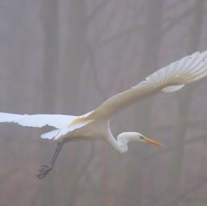 Great Egret