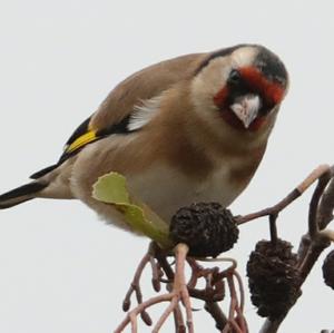 European Goldfinch