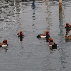 Red-crested Pochard