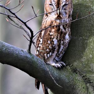 Tawny Owl