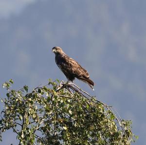 Mäusebussard