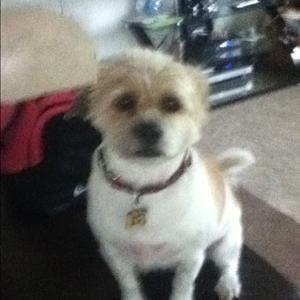 Unknown Breed