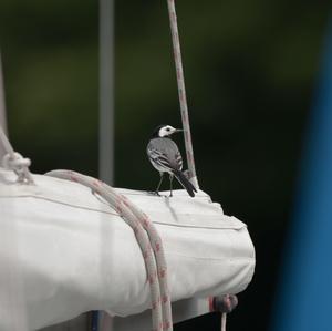 White Wagtail